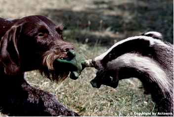 Dachs mit Hund
